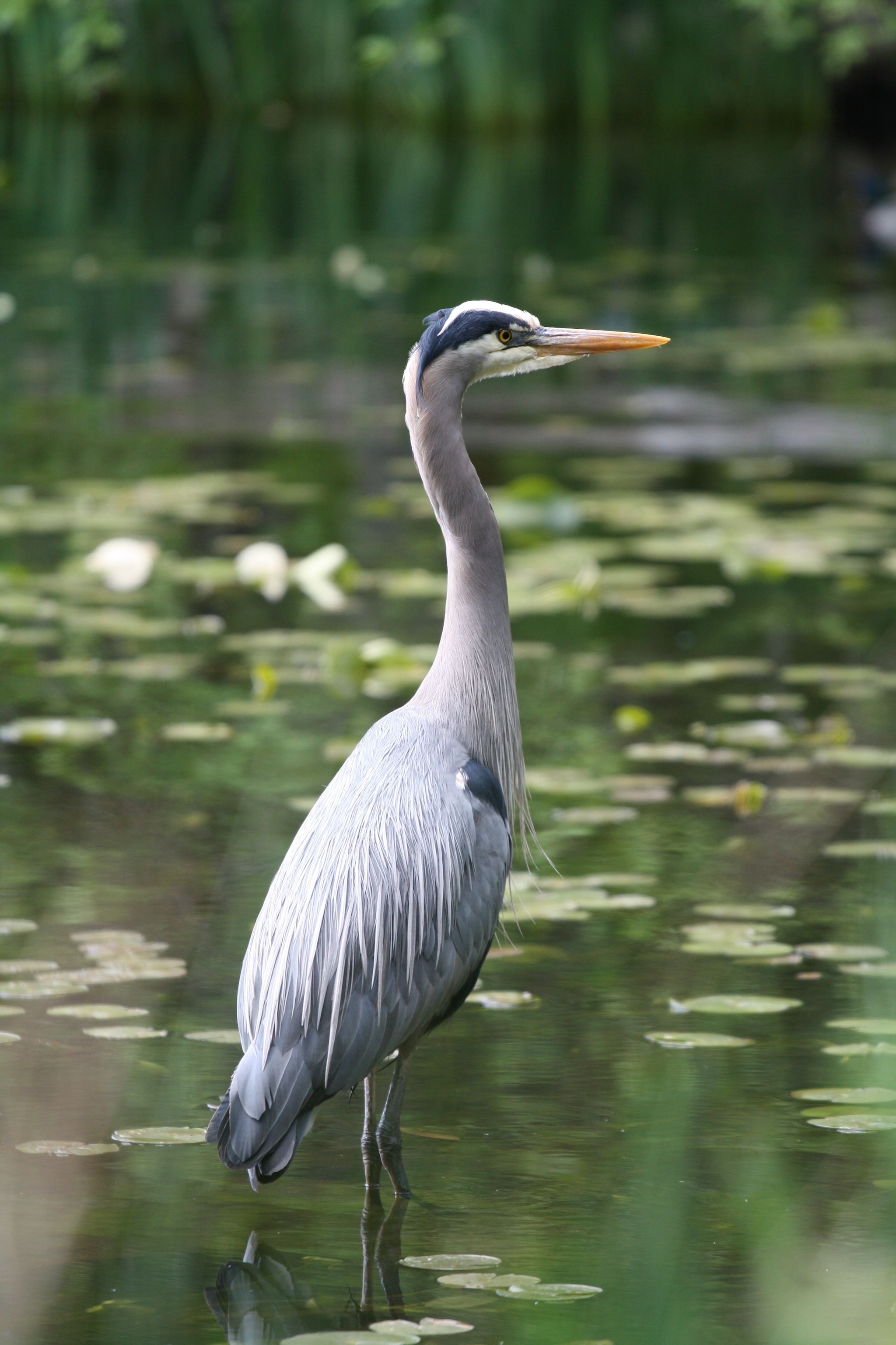 Great Blue Heron