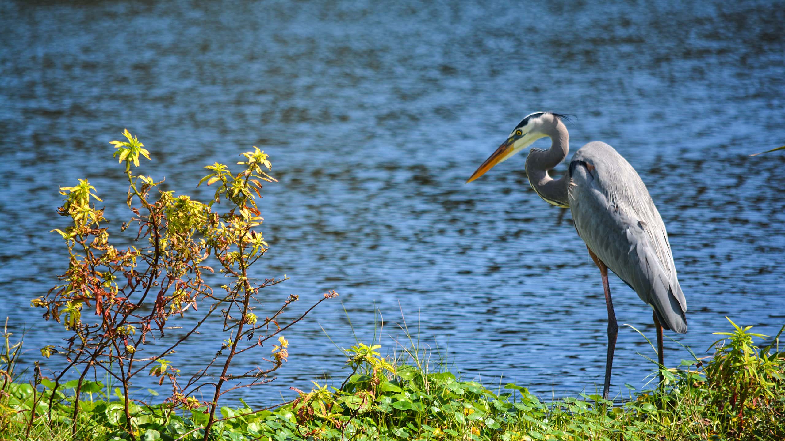 Great blue heron