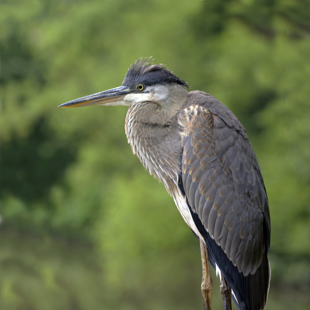 Young Great blue heron (Ardea herodias). The great blue her