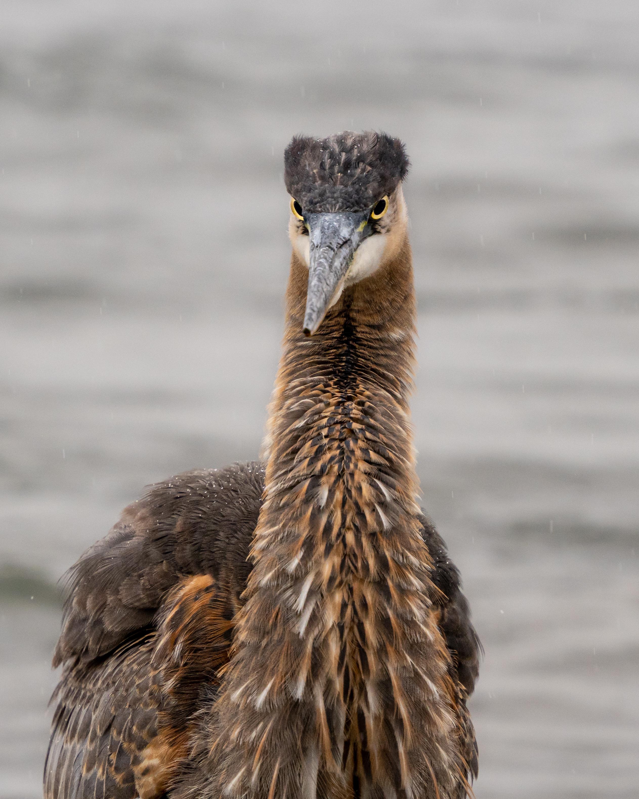 Juvenile Great Blue Heron
