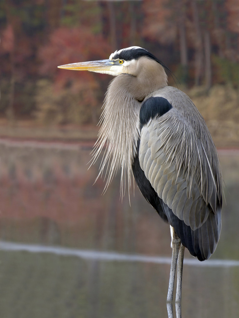 Great blue heron, Ardea herodias. My artistic impression. I