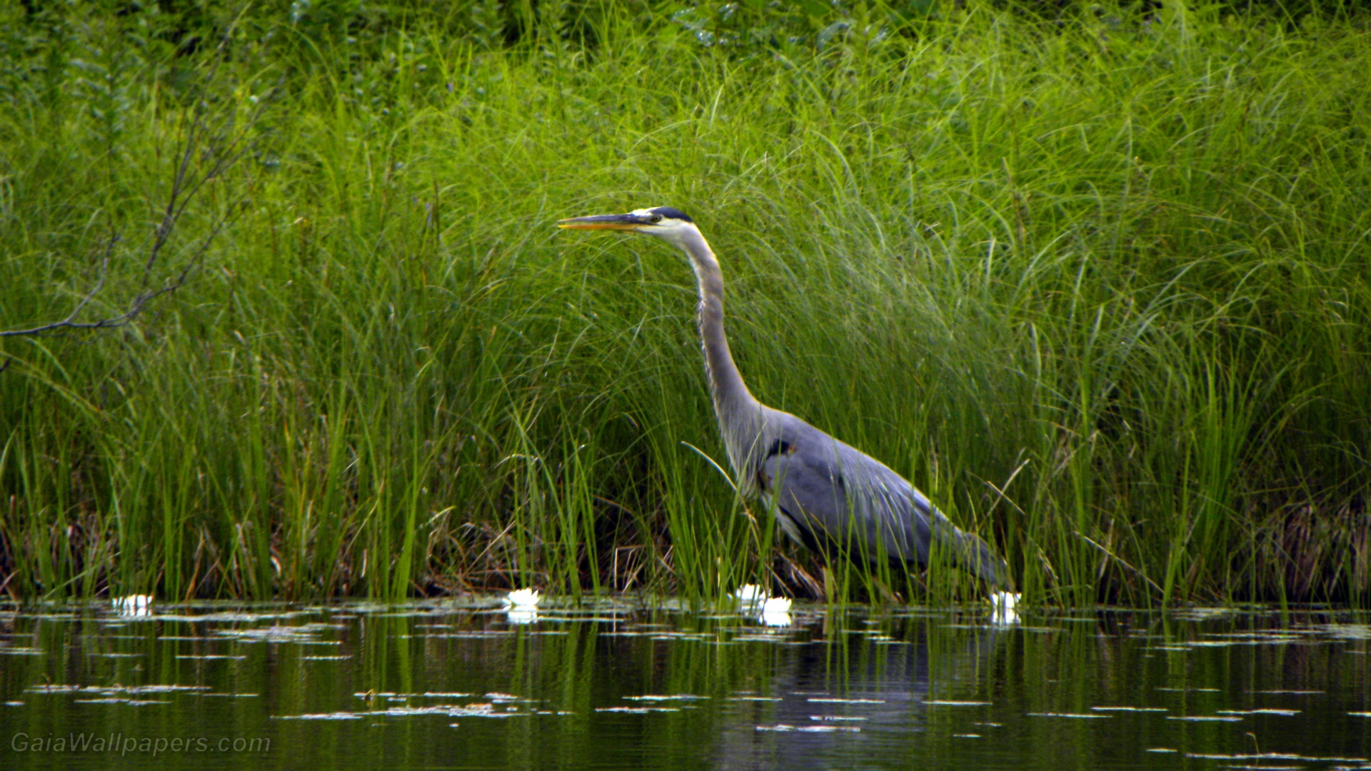 Fishing Great Blue Heron wallpaper 1920x1080 Desktop Wallpaper
