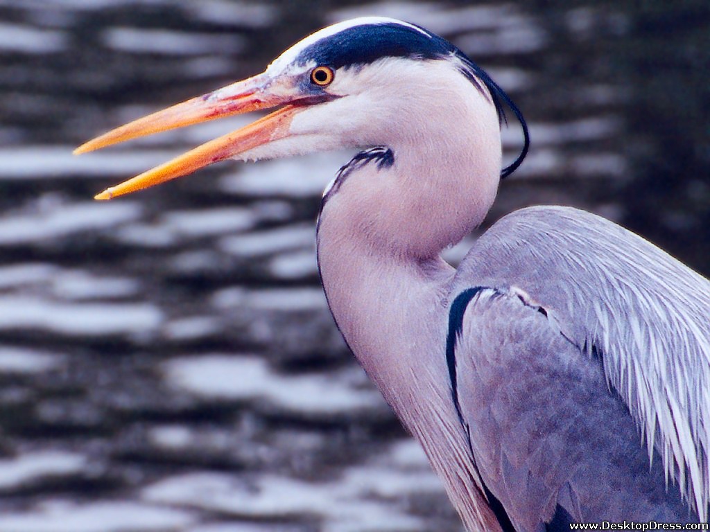 Desktop Wallpaper Animals Background Great Blue Heron Closeup