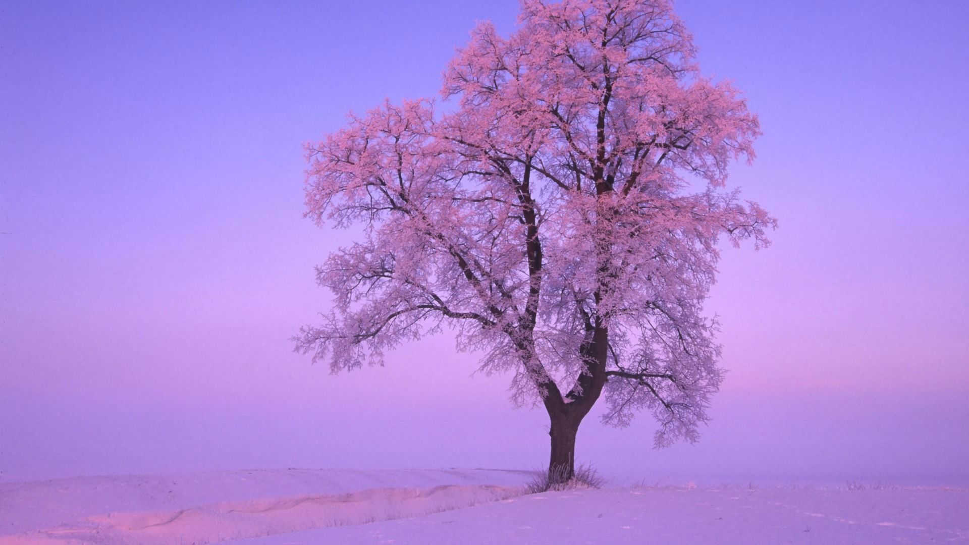 HD desktop wallpaper: Winter, Pink, Snow, Tree, Earth download free picture