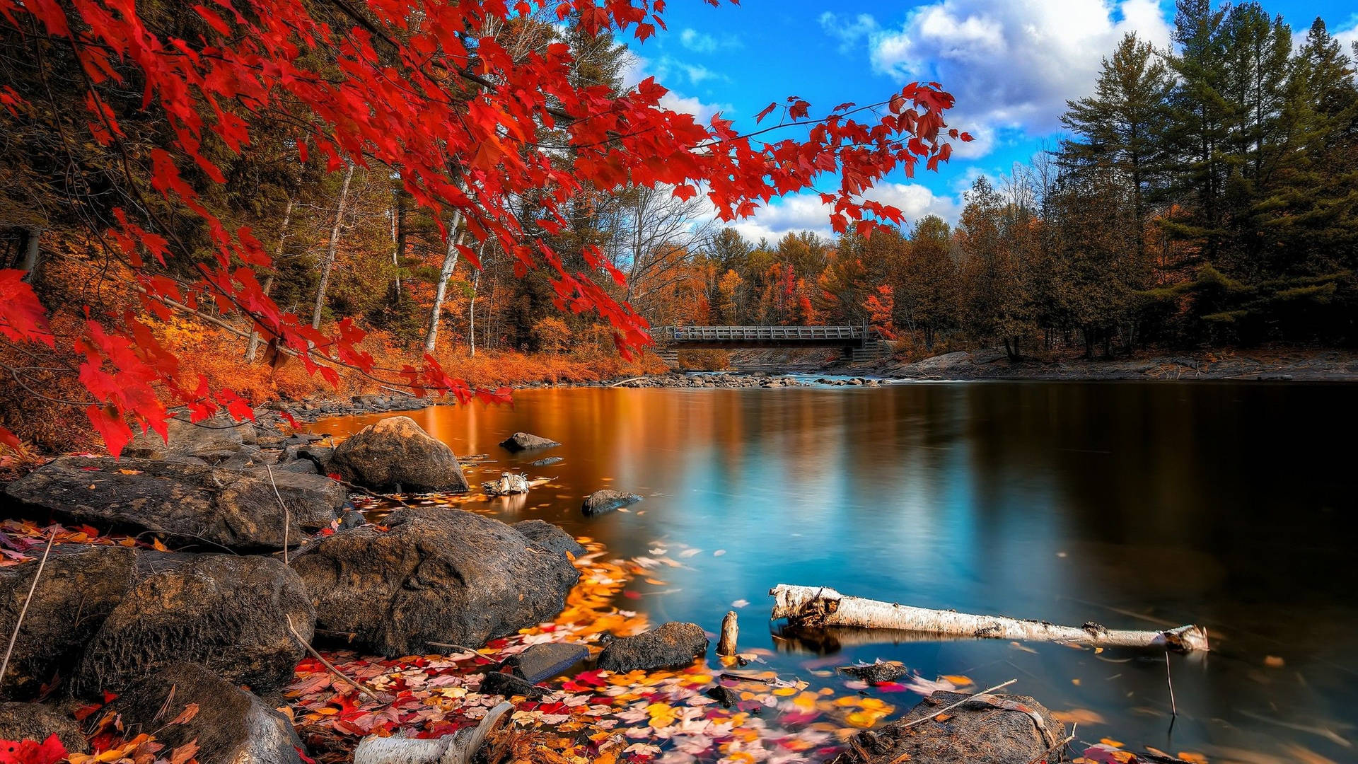 Download 2560x1440 Fall Lake And Trees Wallpaper