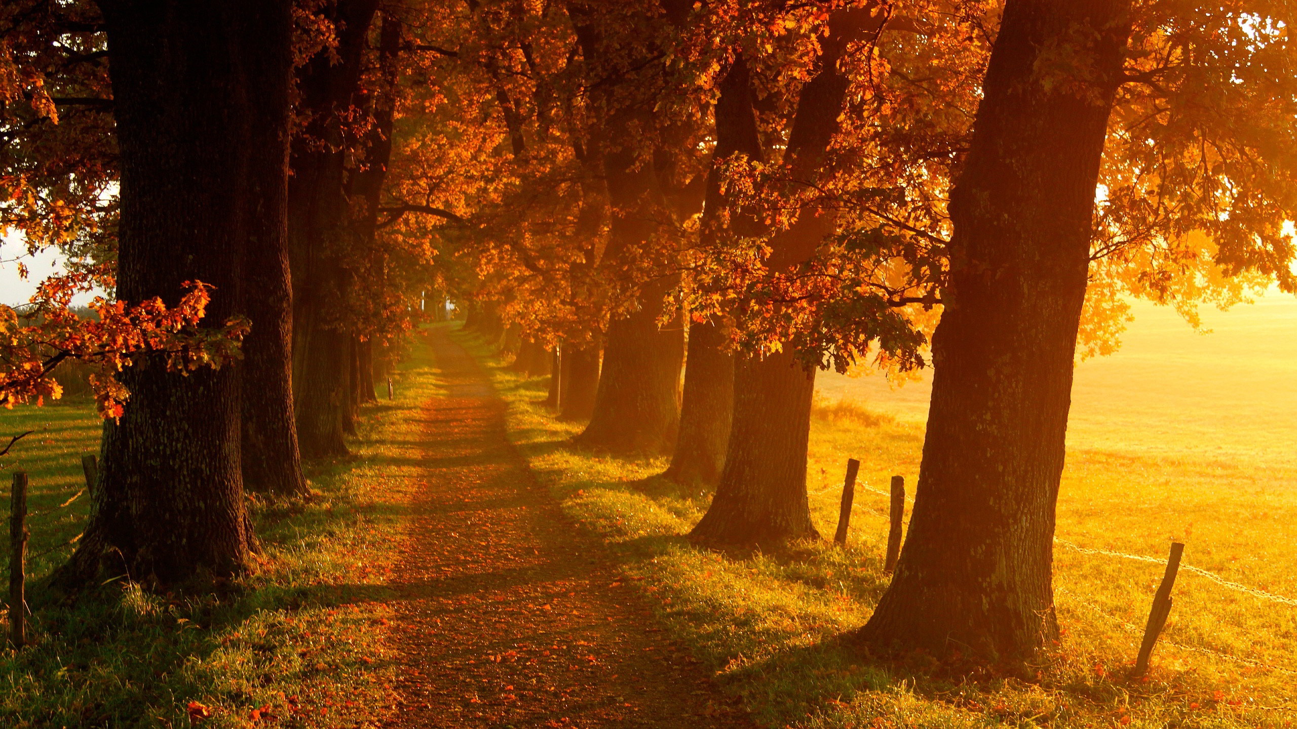 Download Nature Fall HD Wallpaper