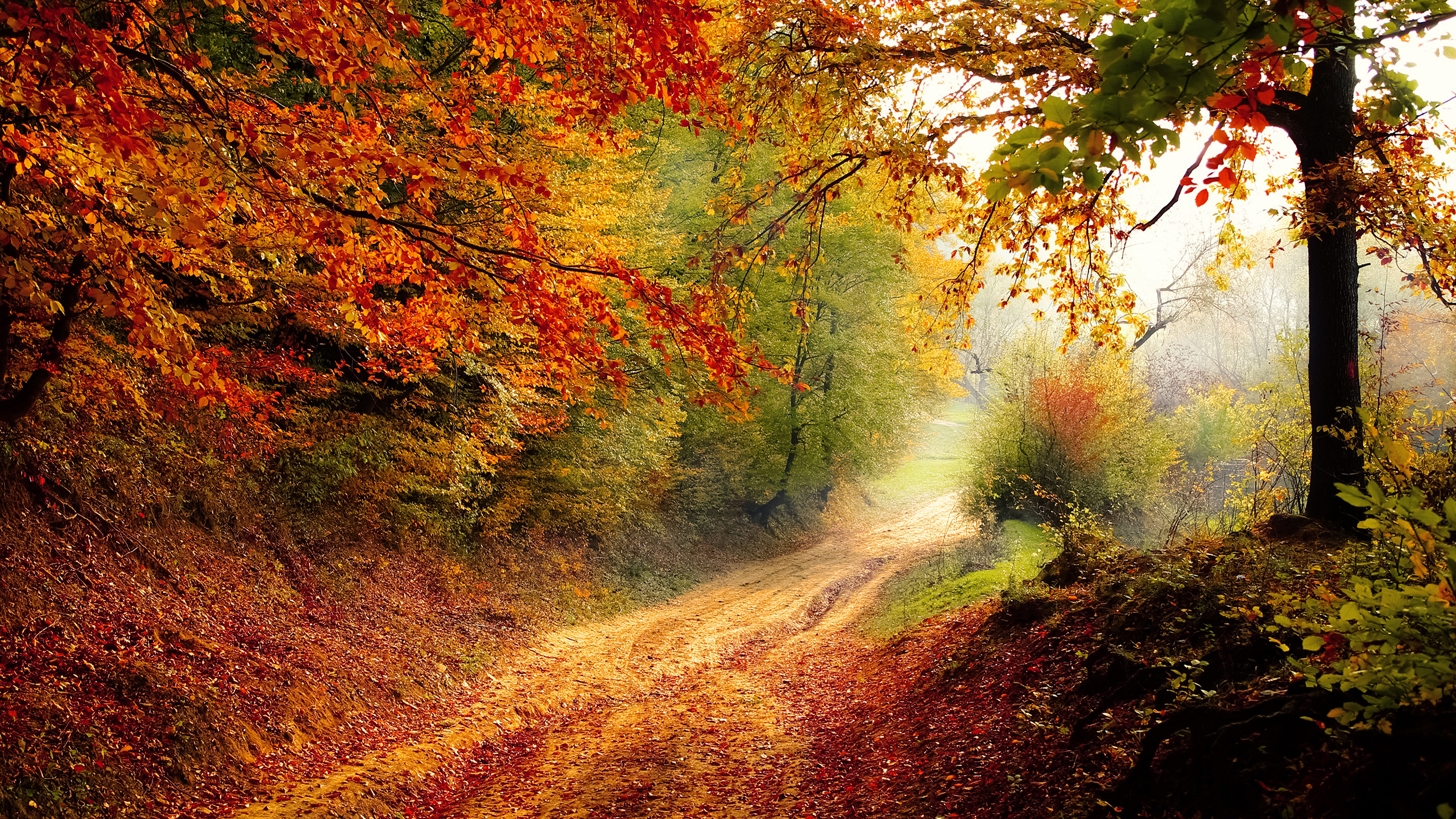 Autumn Road 2K Wallpaper x 1440 pxK