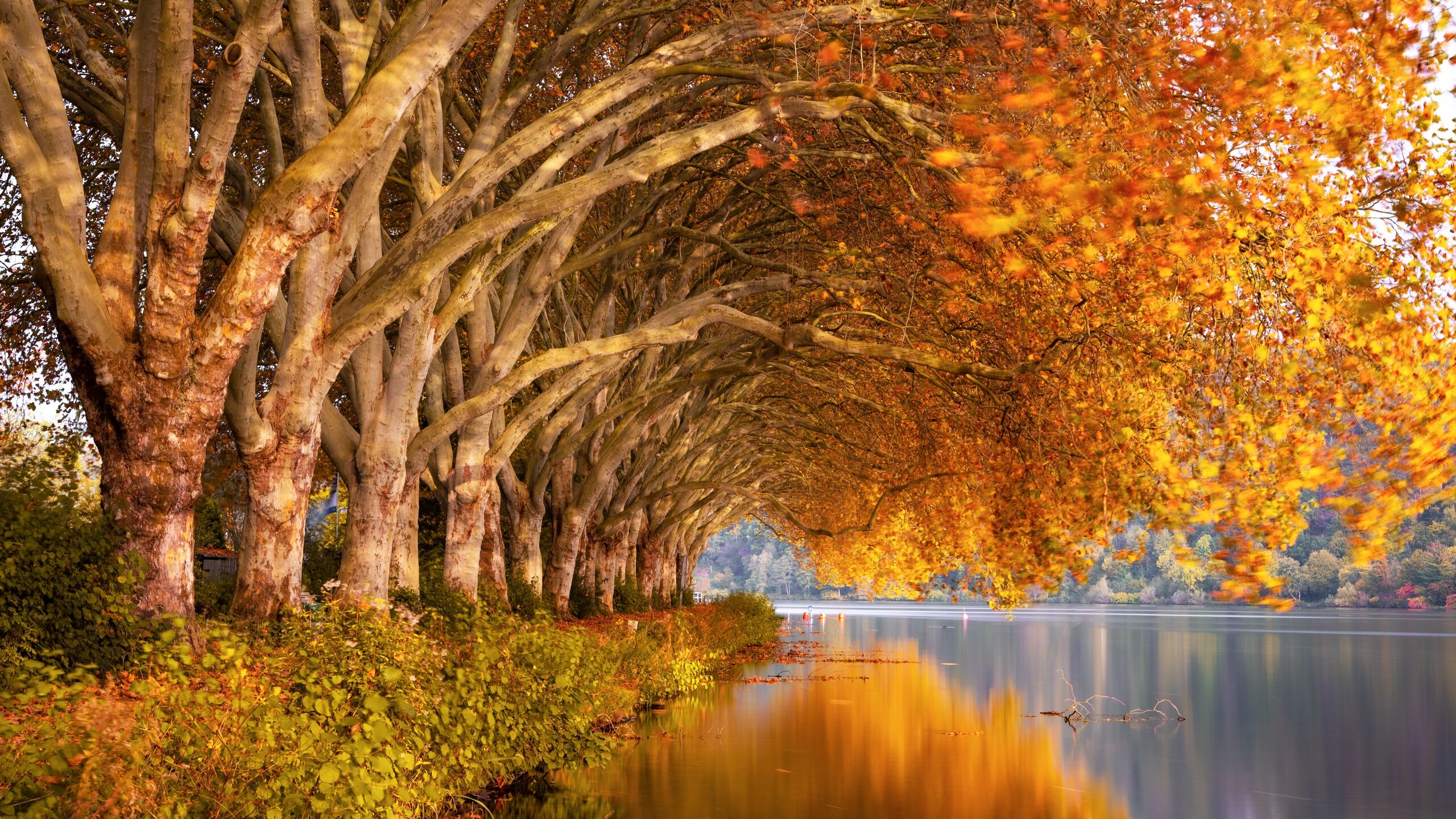 Autumn trees orange lake nature wallpaperx1440