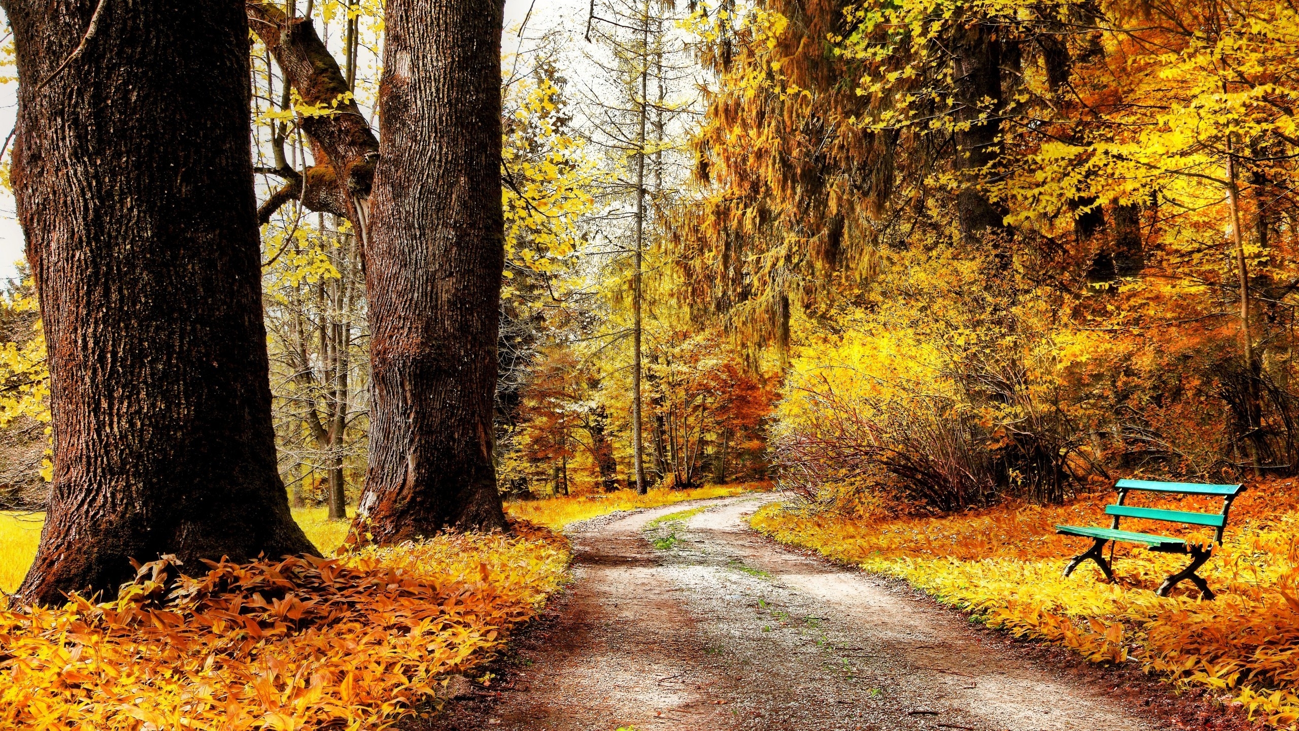 Autumn Forest Path 2560x1440 HDTV Wallpaper