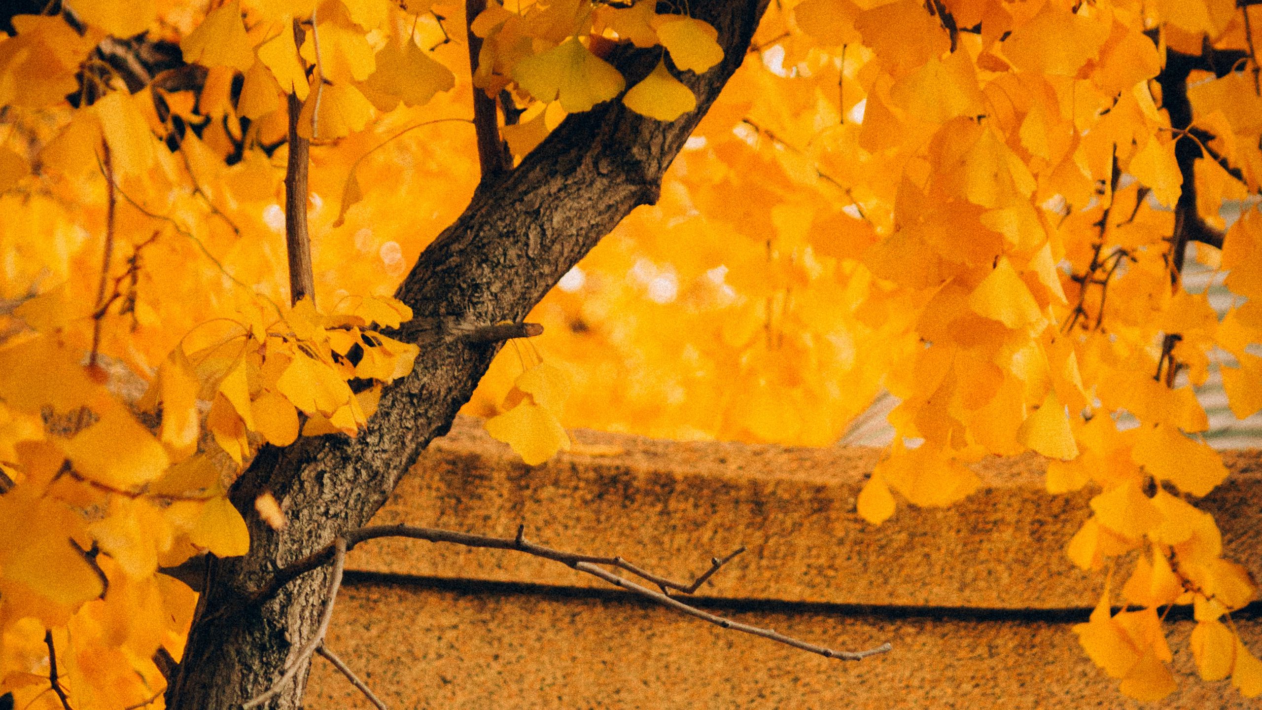 Download wallpaper 2560x1440 tree, yellow, autumn, nature widescreen 16:9 HD background