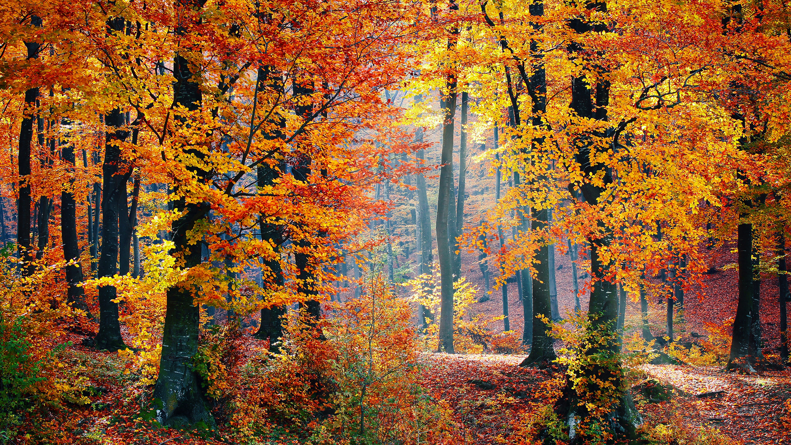 Autumn Woods 2K Wallpaper x 1440 pxK