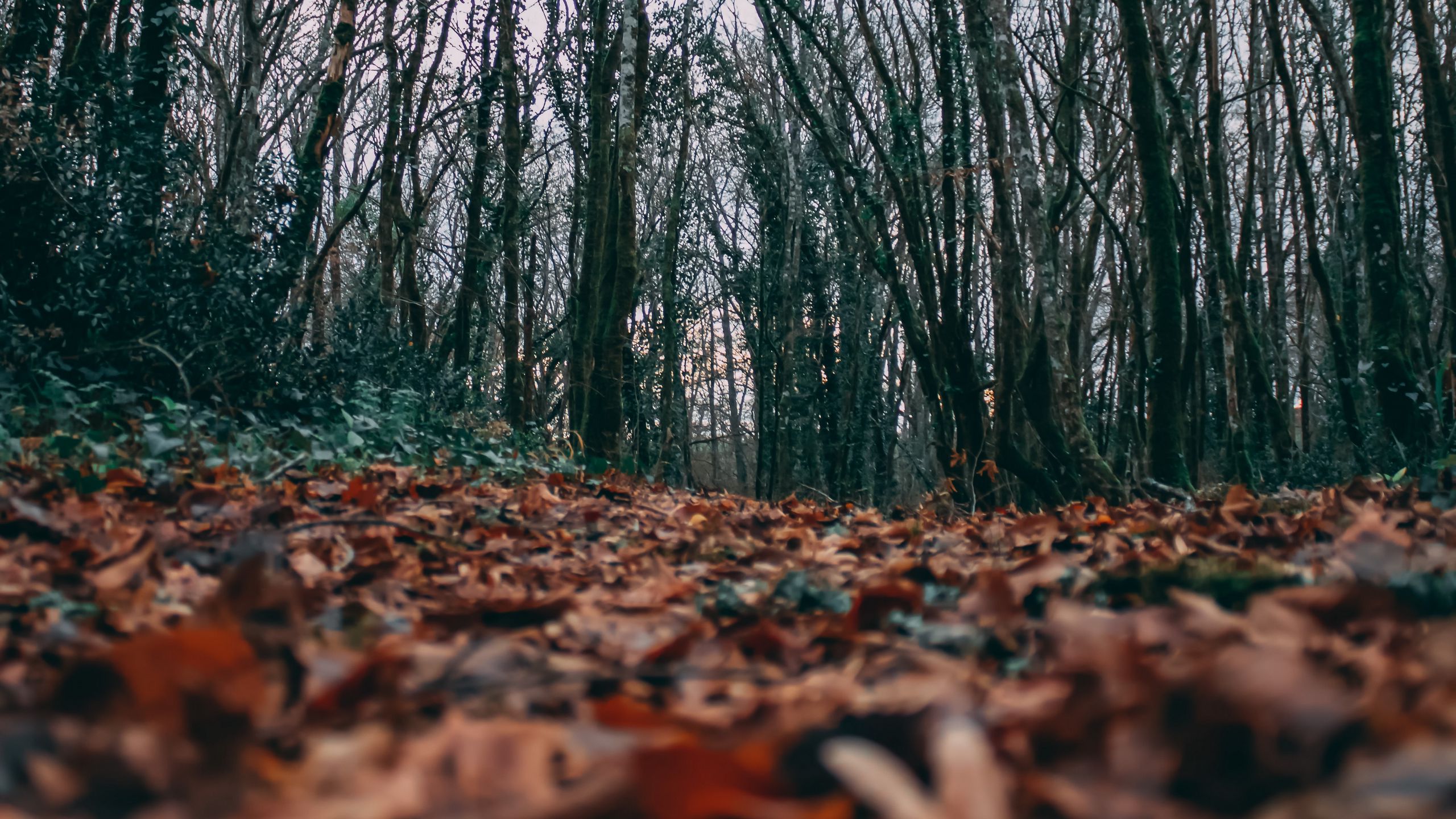 Download wallpaper 2560x1440 autumn, leaves, trees, nature widescreen 16:9 HD background