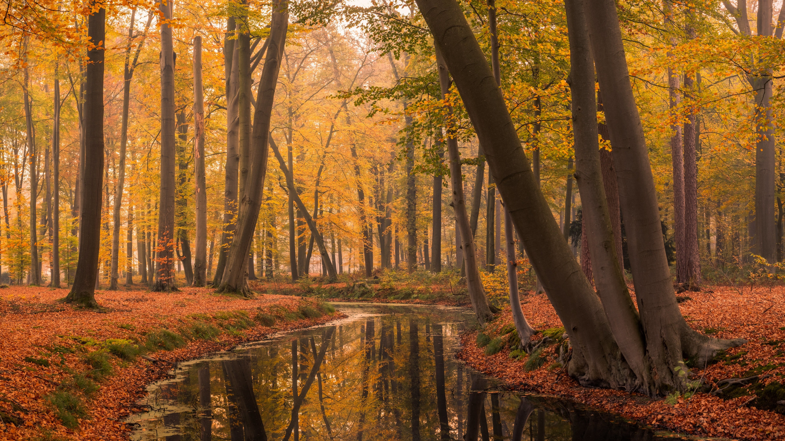 Download wallpaper autumn, Park, Netherlands, Holland, Lifestyle, section nature in resolution 2560x1440