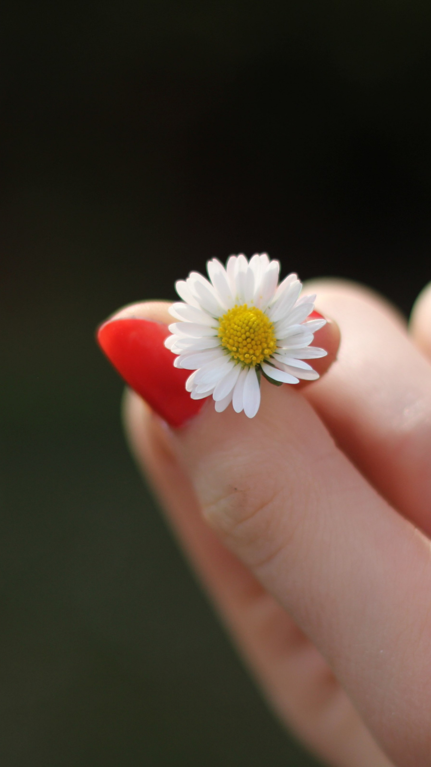 Download wallpaper: Girl with red nails and a daisy flower 1440x2560