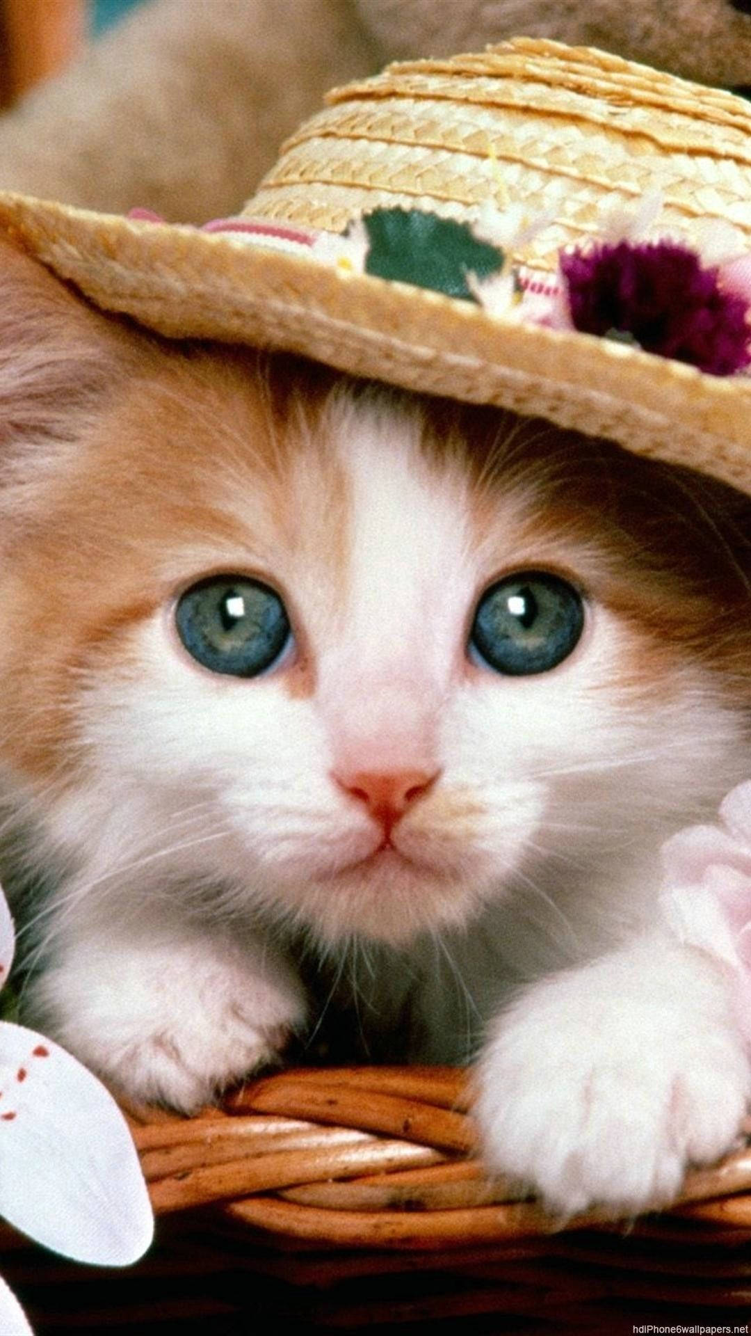 Download Green Eyed Turkish Van Cat iPhone Wallpaper