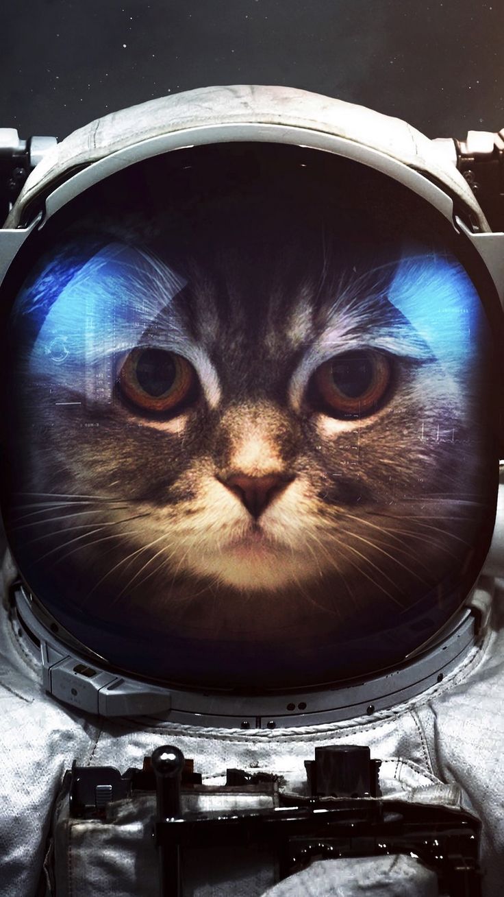 Cats iphone Wallpaper. Space phone wallpaper, Astronaut cat, Cats
