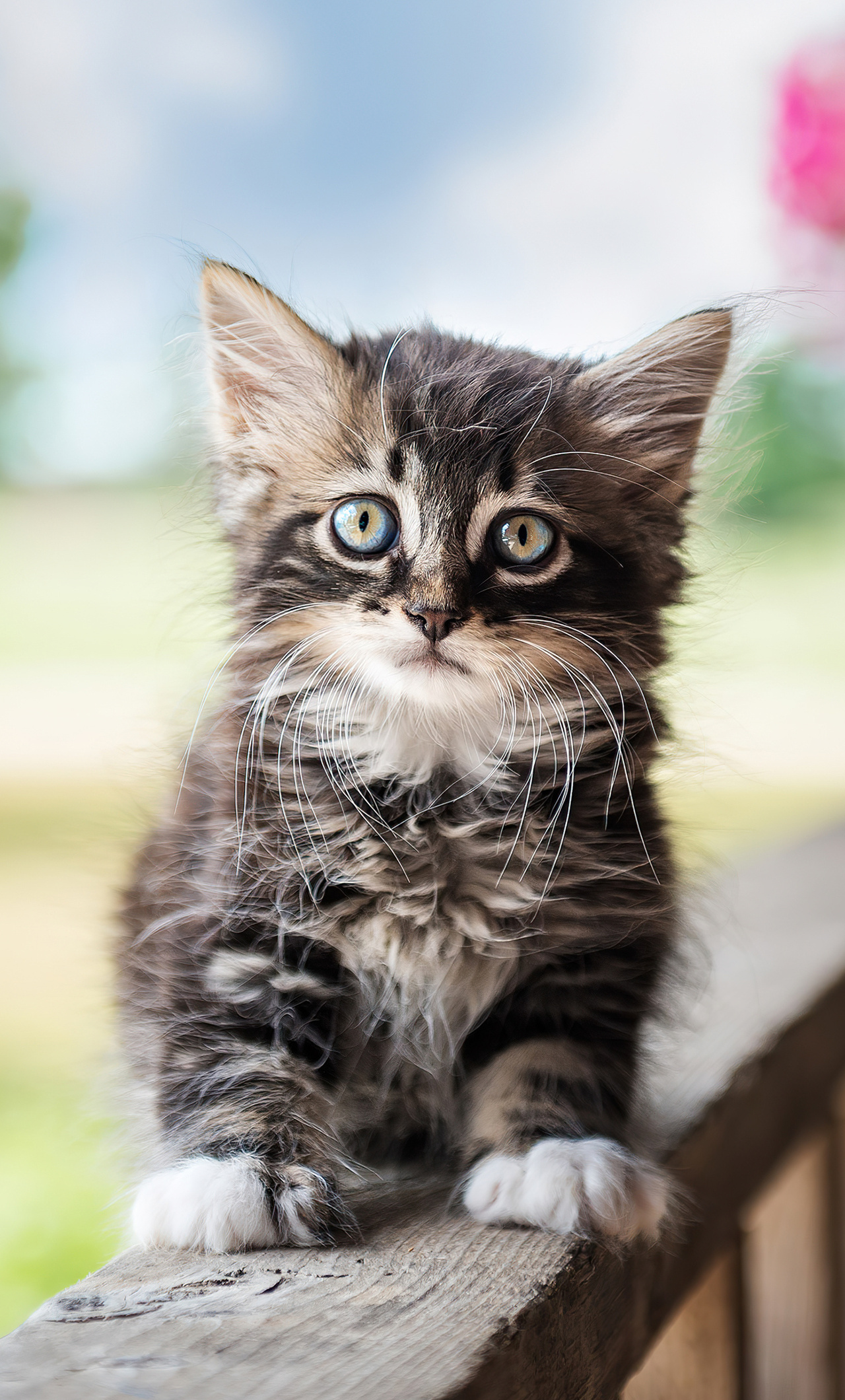 Cute Cat 4k iPhone HD 4k Wallpaper, Image, Background, Photo and Picture