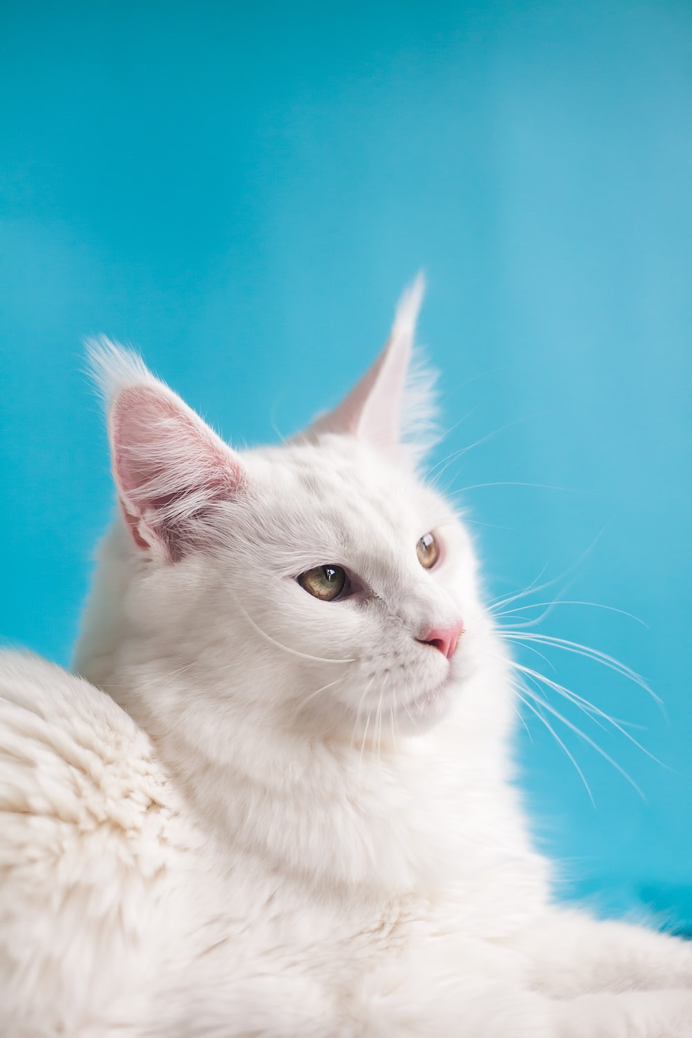 Cat Wallpaper: Free HD Download [HQ]