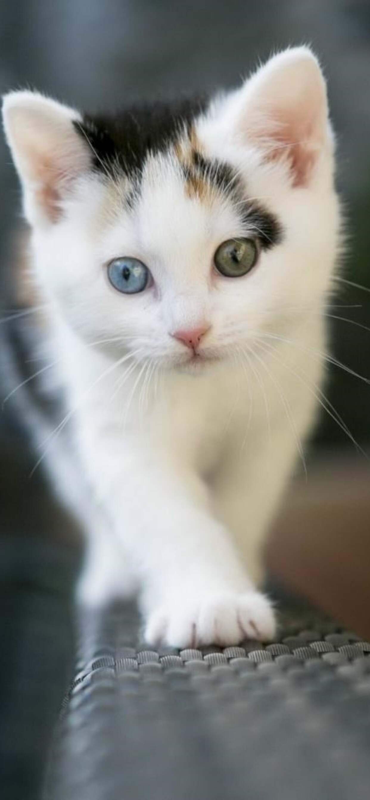 Cute White Cat iPhone XS MAX HD 4k Wallpaper, Image, Background, Photo and Picture