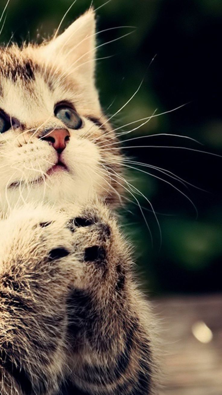 Cute Cat Picture, Flowers Wallpaper. Dog wallpaper iphone, Cute cat wallpaper, Cat background