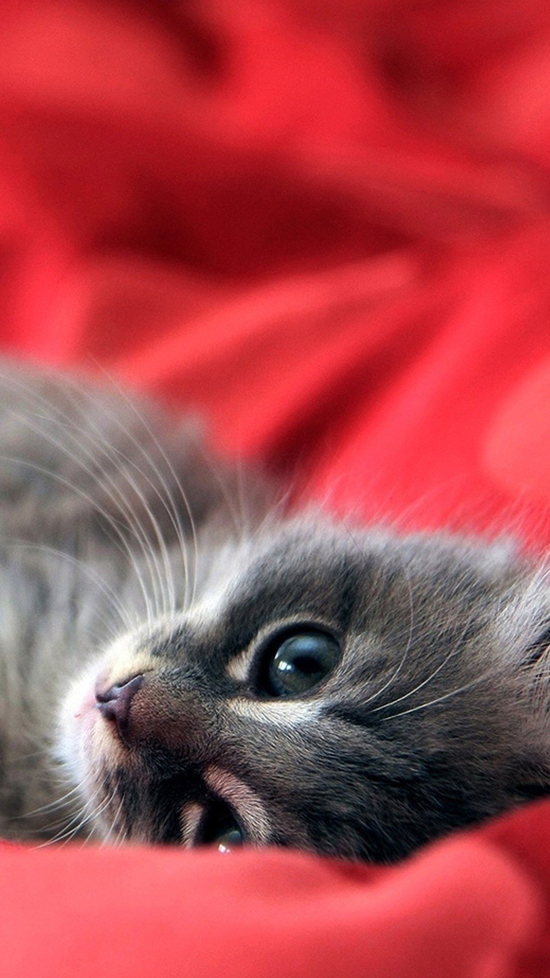 Cute Kitten Wallpaper Download