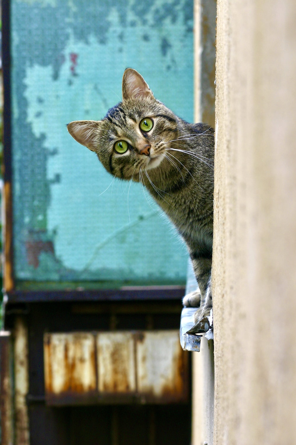 Cat Wallpaper: Free HD Download [HQ]