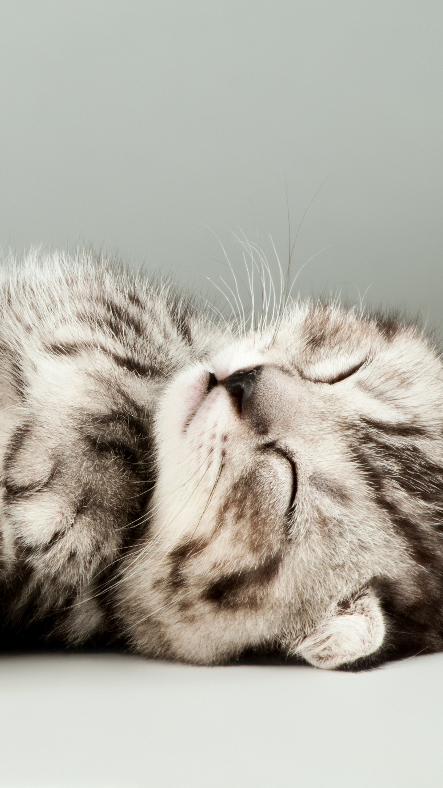 Wallpaper kittens, cats, cute, 4k, Animals