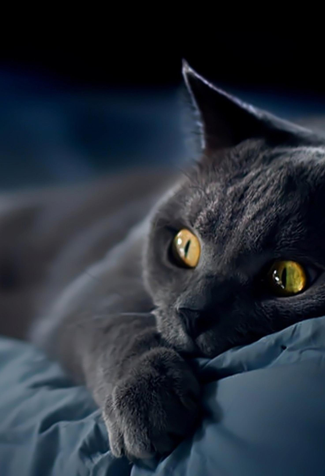 Grey Cat on Blue Wallpaper for iPhone 11, Pro Max, X, 8, 7, 6