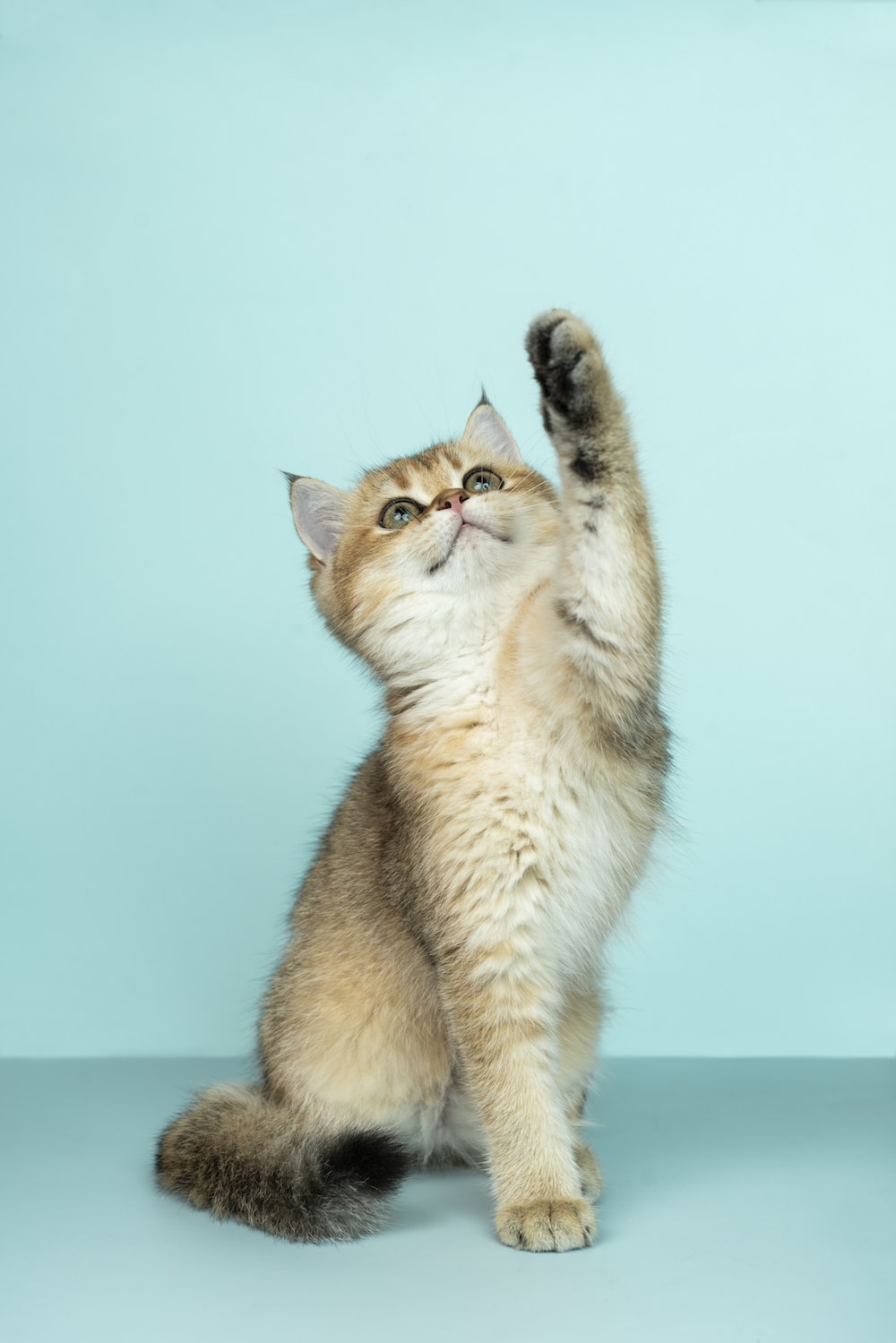 Cat Wallpaper: Free HD Download [HQ]