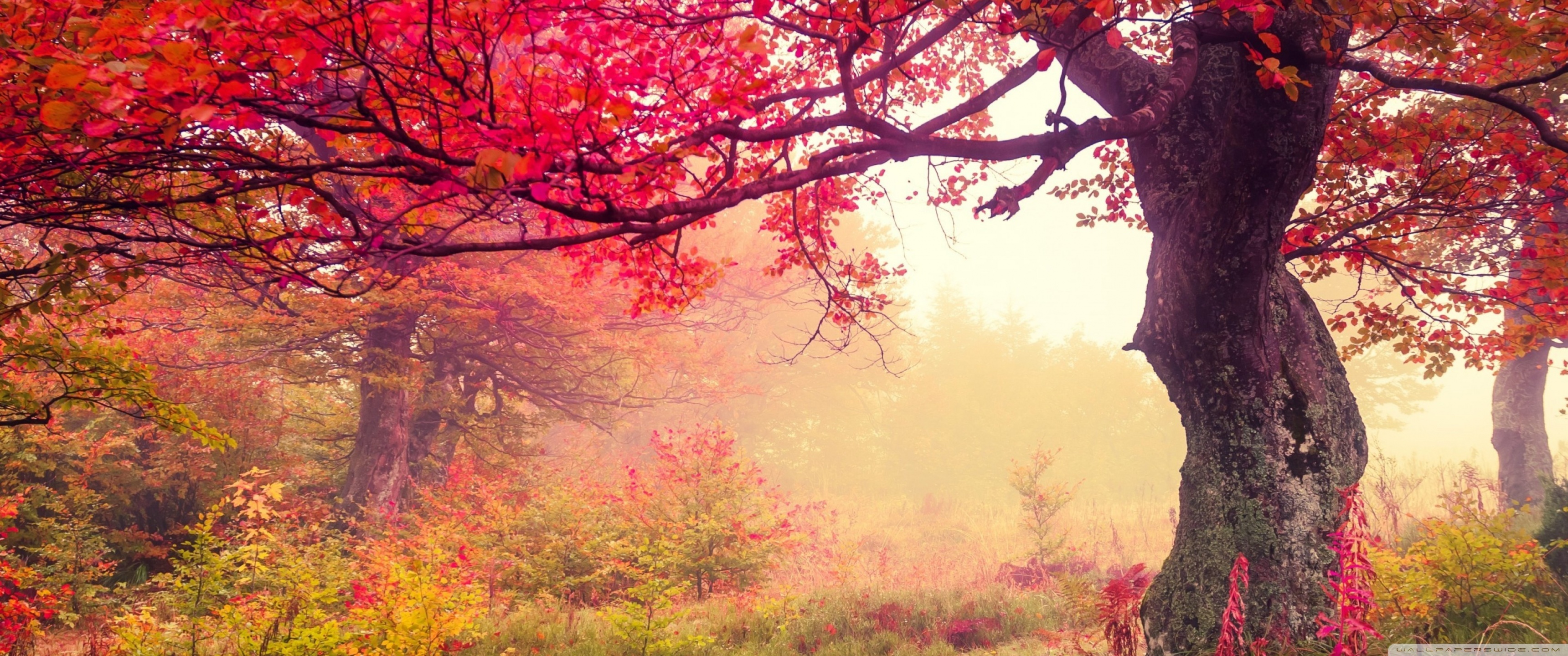 Fall Ultra HD Desktop Background Wallpaper for 4K UHD TV, Widescreen & UltraWide Desktop & Laptop, Tablet