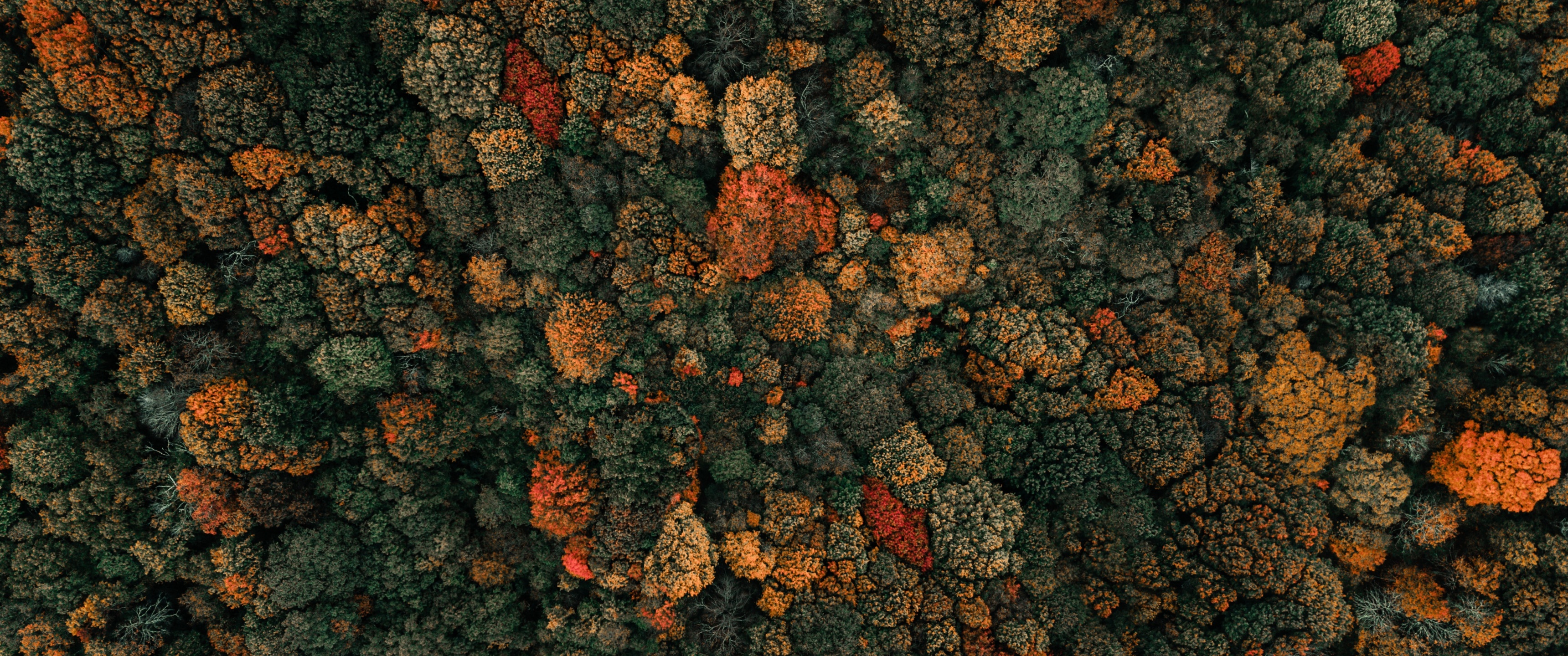 Autumn trees Wallpaper 4K, Drone photo, Forest, Aerial view