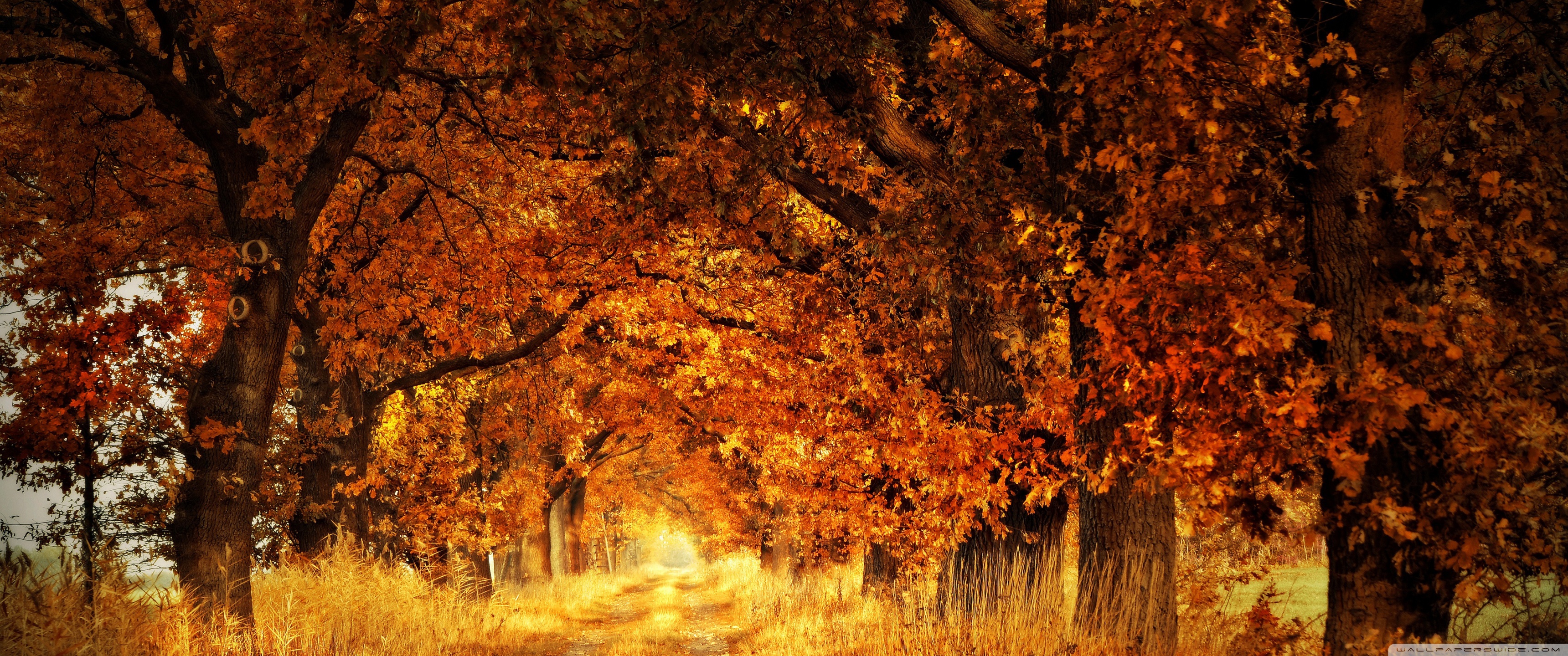Trees, Autumn Ultra HD Desktop Background Wallpaper for: Widescreen & UltraWide Desktop & Laptop, Multi Display, Dual Monitor, Tablet