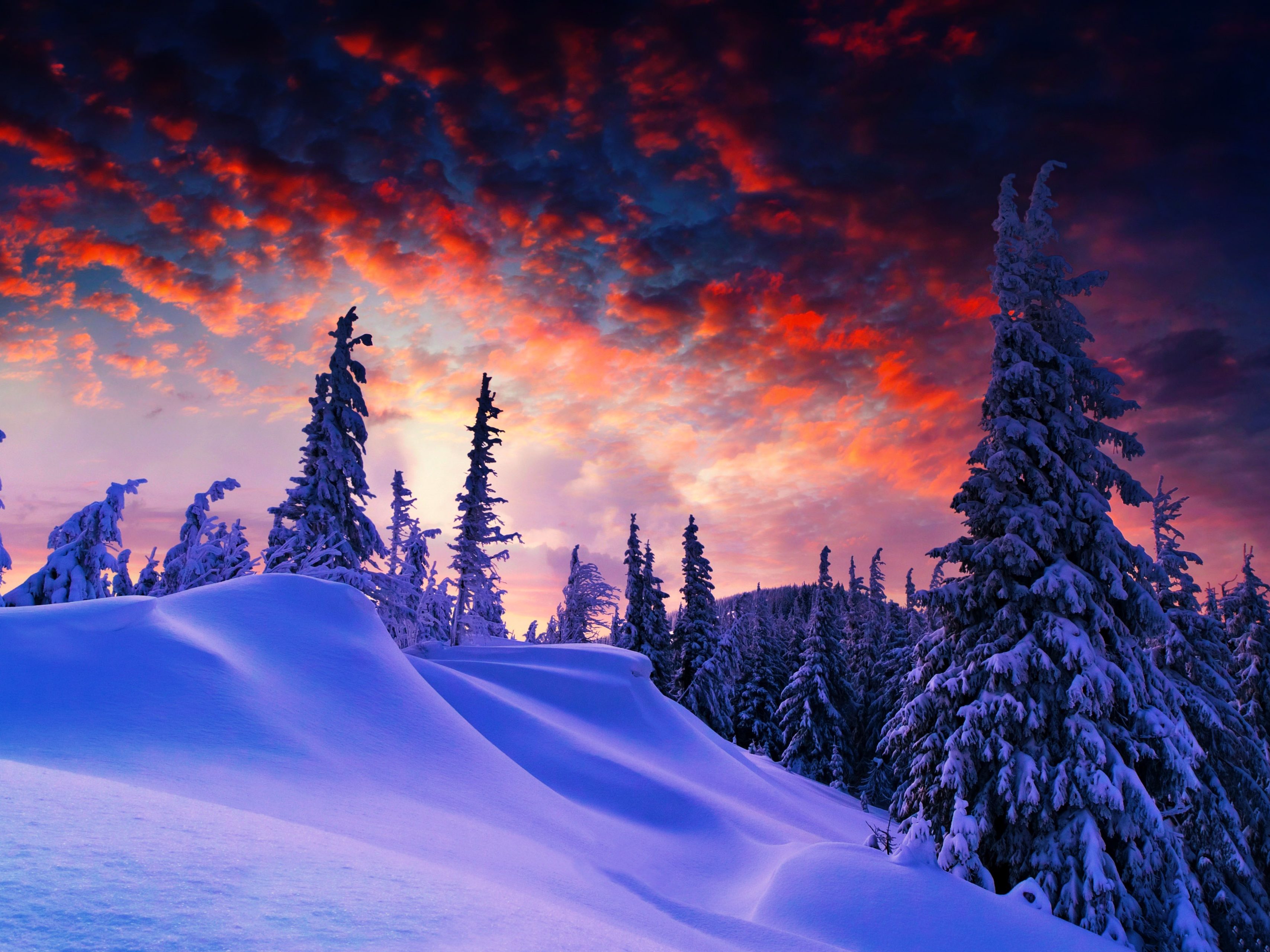 Blue Red Sky Trees Snow Winter 4K