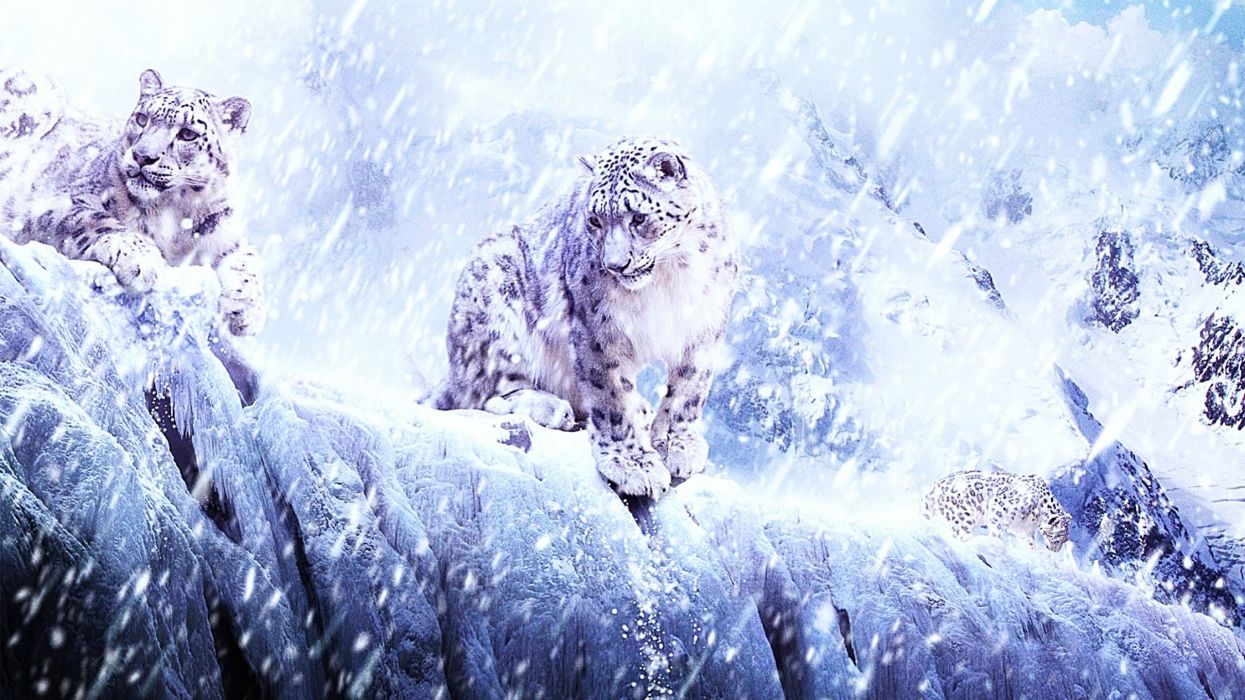 Winter snow nature landscape art artwork fantasy leopard wallpaperx1440