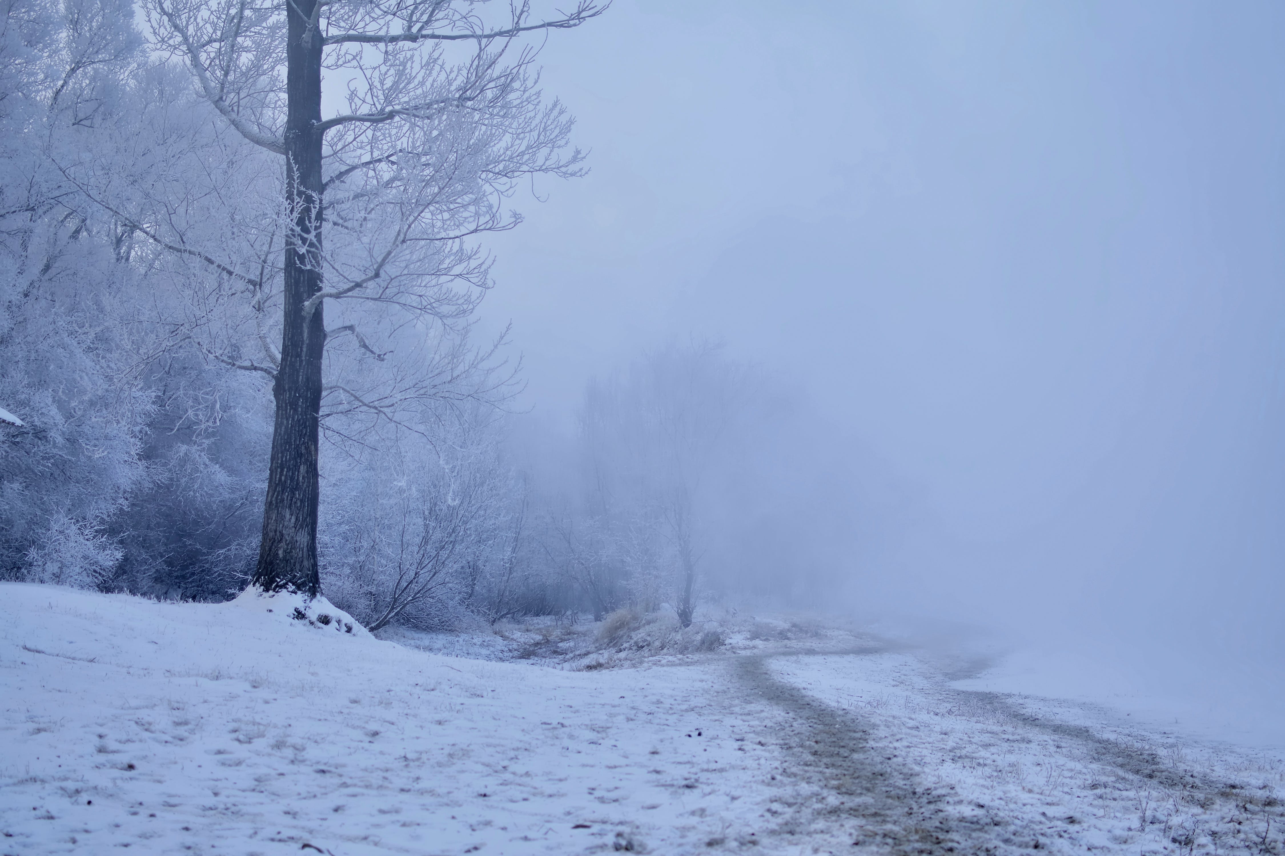 Road in Winter Forest in Fog · Free
