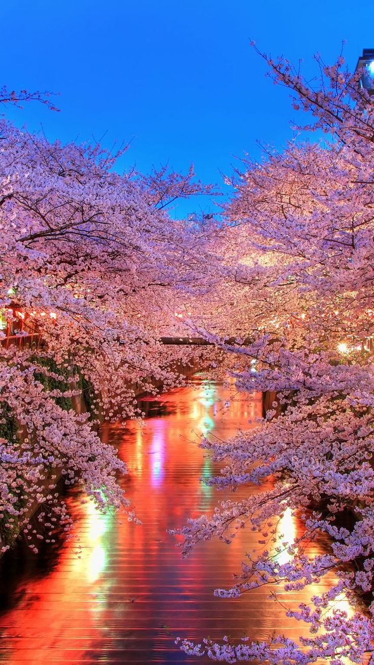 Cherry Blossom iPhone HD Wallpaper Free