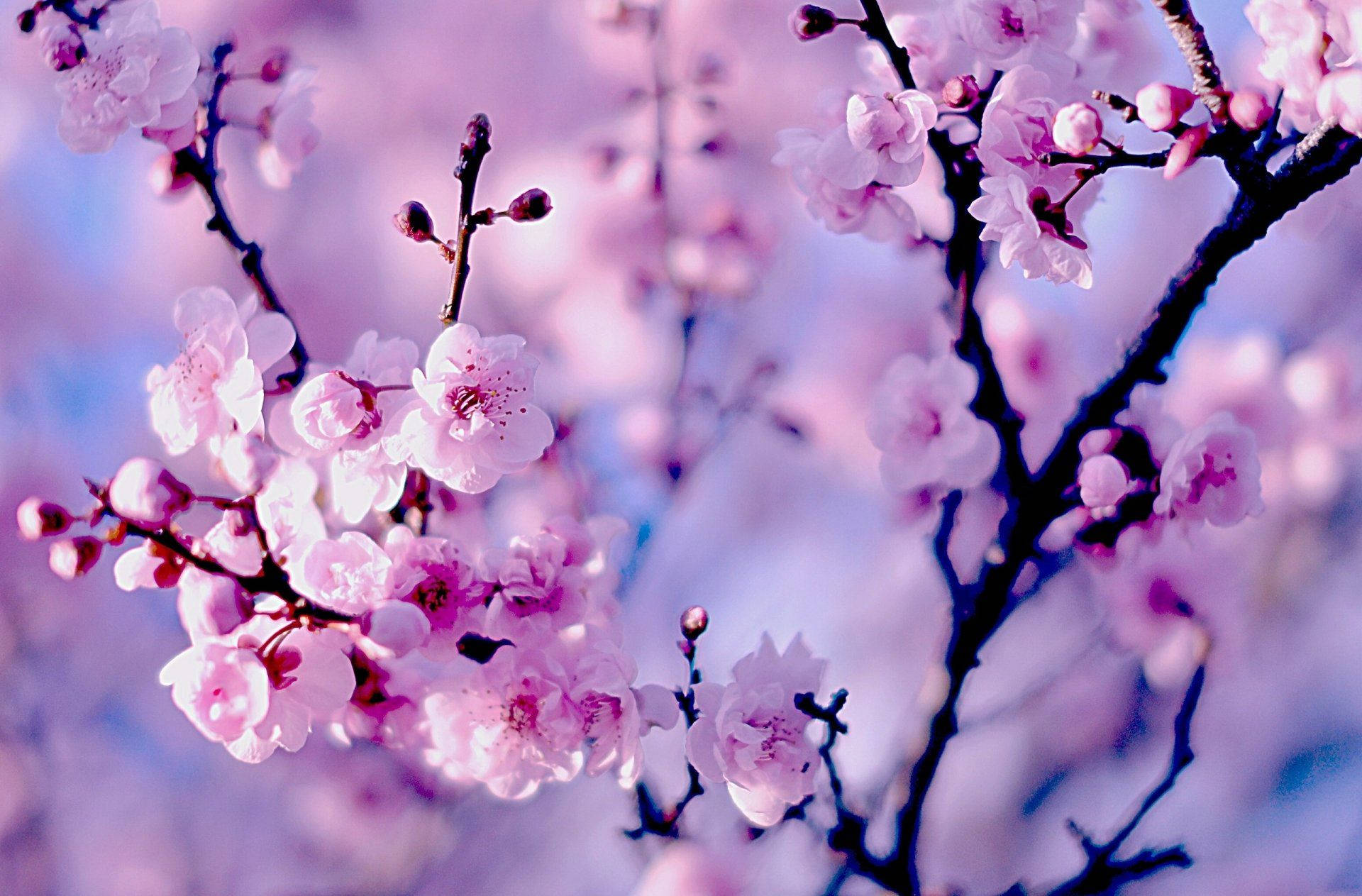 Cherry Blossom Wallpaper