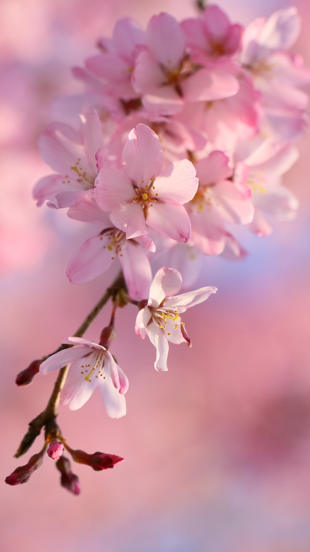 Mobile wallpaper: Sakura, Earth, Spring, Cherry Blossom, Sakura Blossom, 1246892 download the picture for free