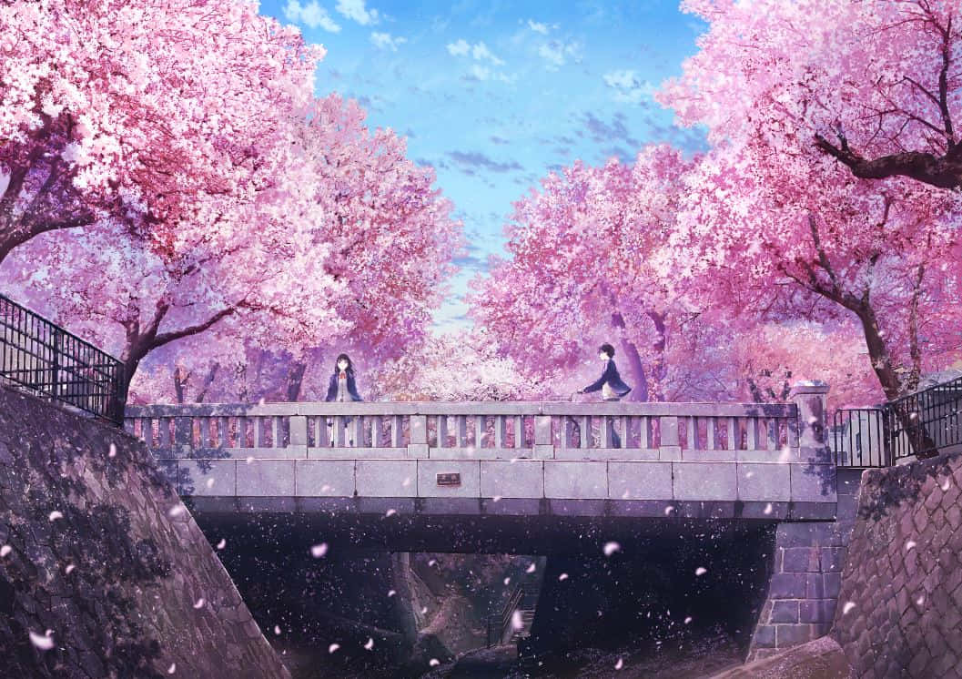 Cherry Blossom Tree Background