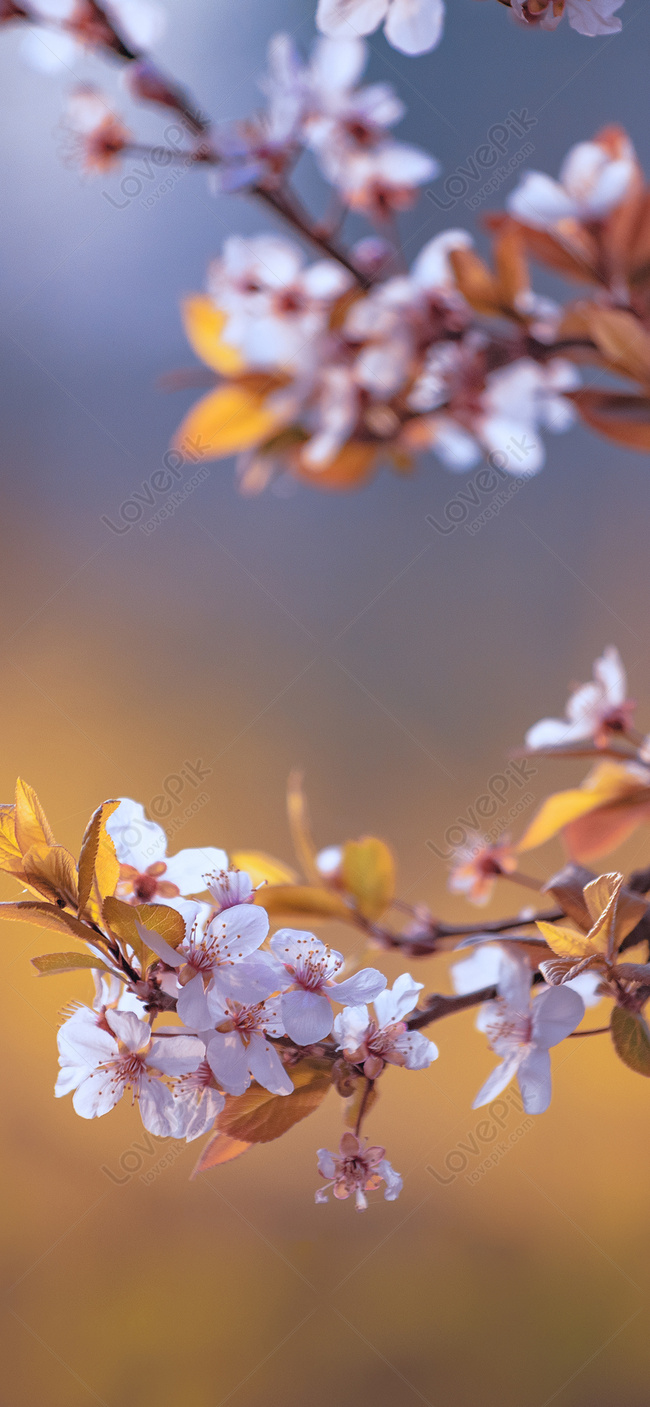 Late Sakura Blooms Mobile Wallpaper Image Free Download