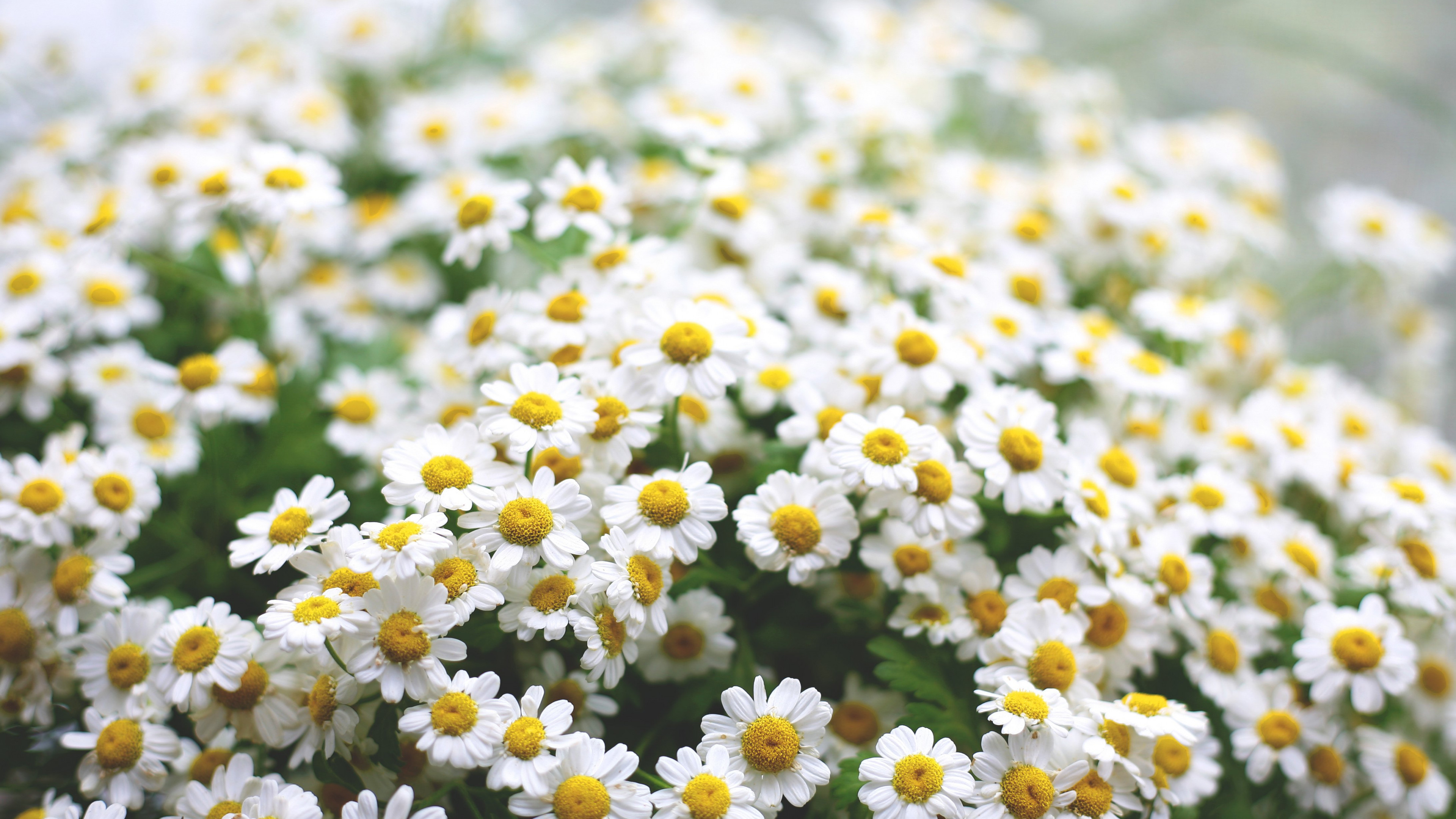 Wallpaper Daisies, 5k, 4k wallpaper, flowers, spring, Nature