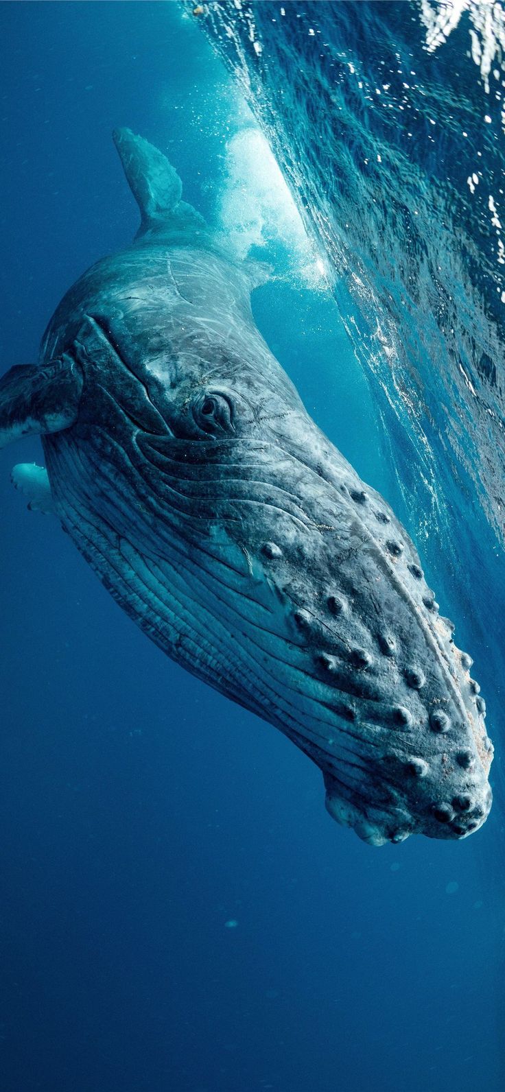 humpback whale. Whale picture, Sea life animals, Whale