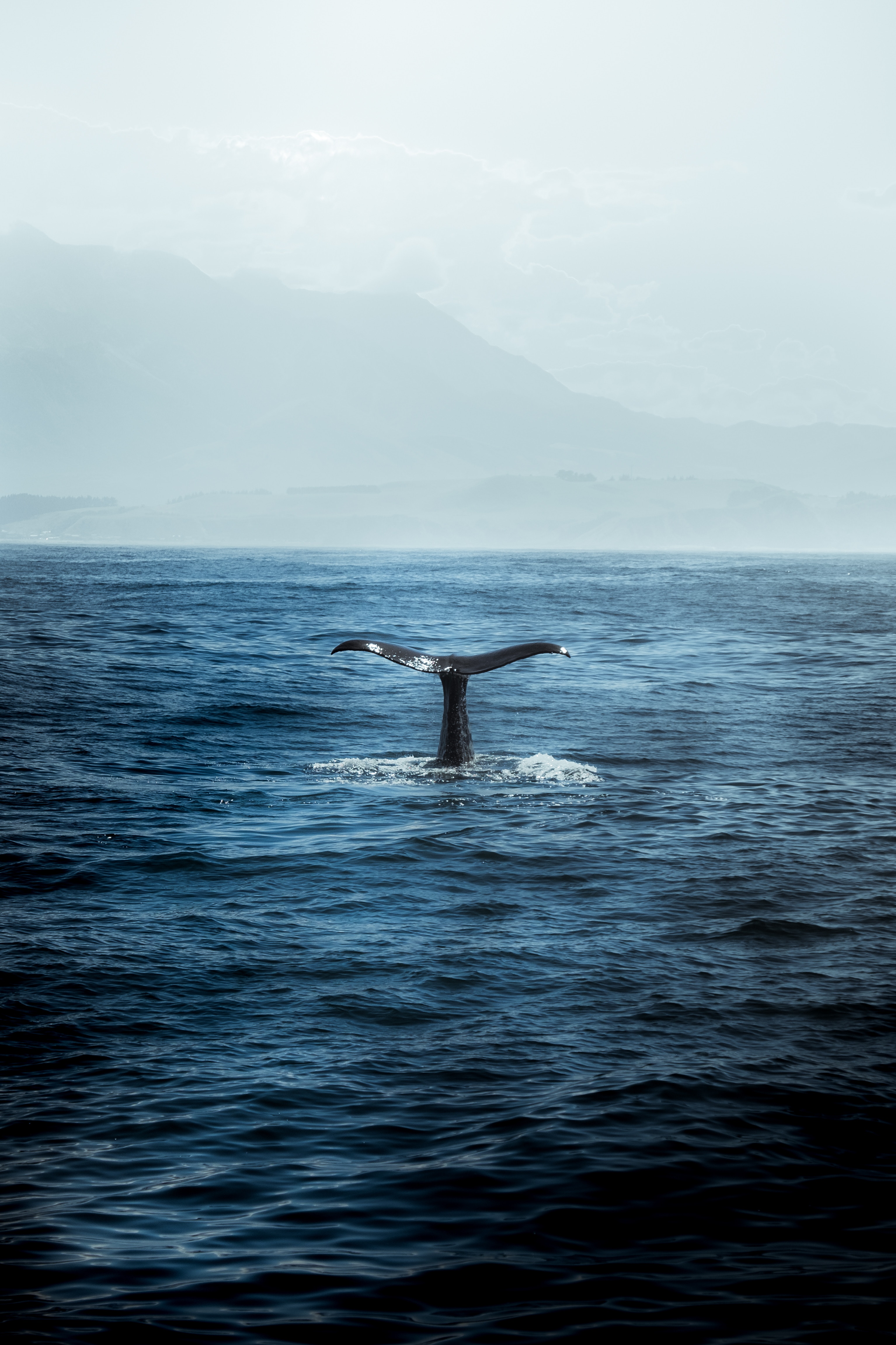 Download Whale wallpaper for mobile phone, free Whale HD picture