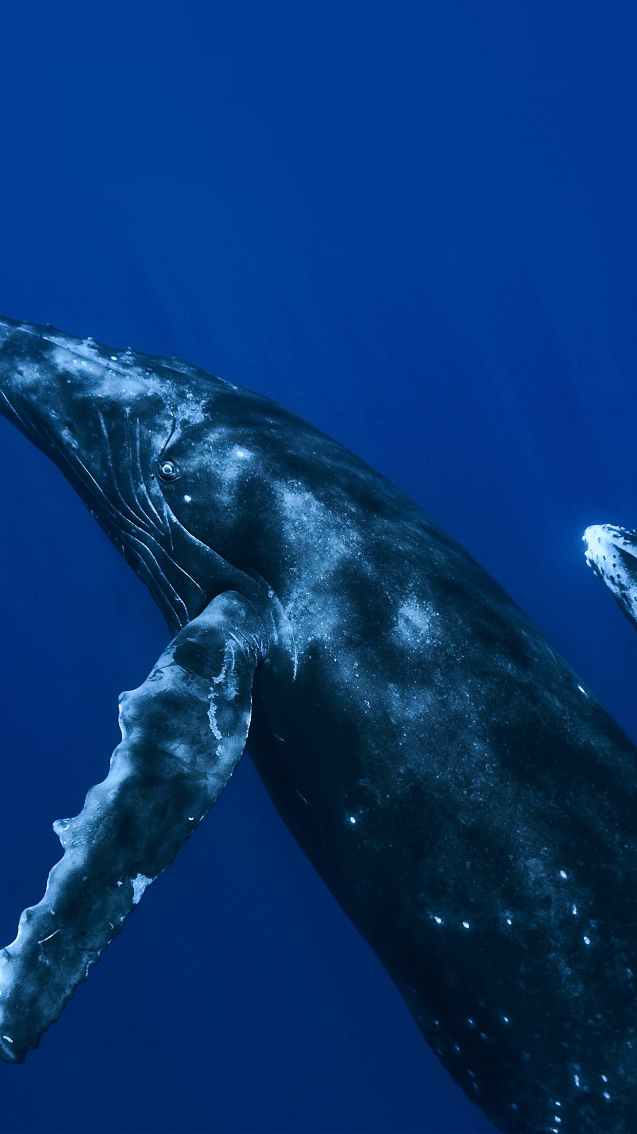 iPhone X wallpaper. whale blue art nature pattern