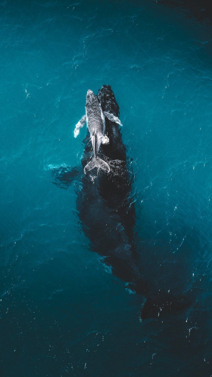 Animals Wallpaper Download. Ocean animals, Animal wallpaper, Whale