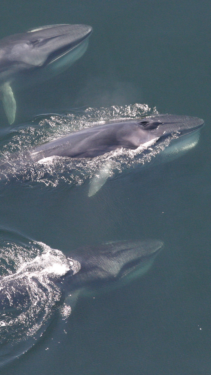 Celebrate Whale Week with Wallpaper for Your Digital Devices