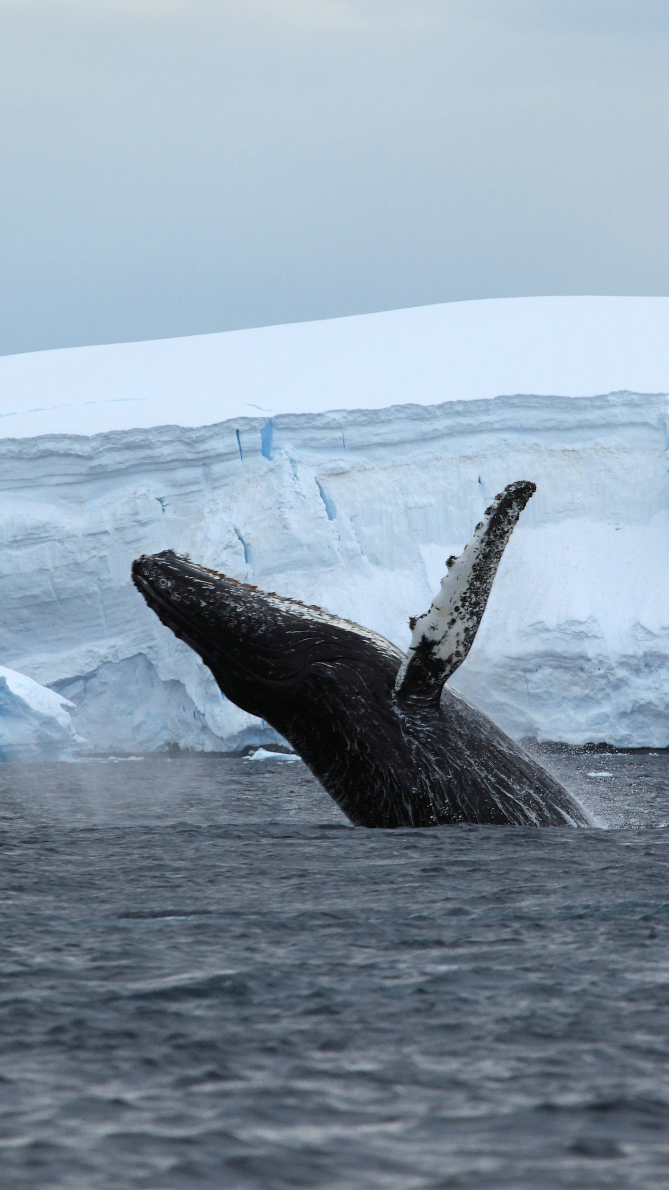 Wallpaper Antarctica, ocean, ice, whale, 4k, Nature