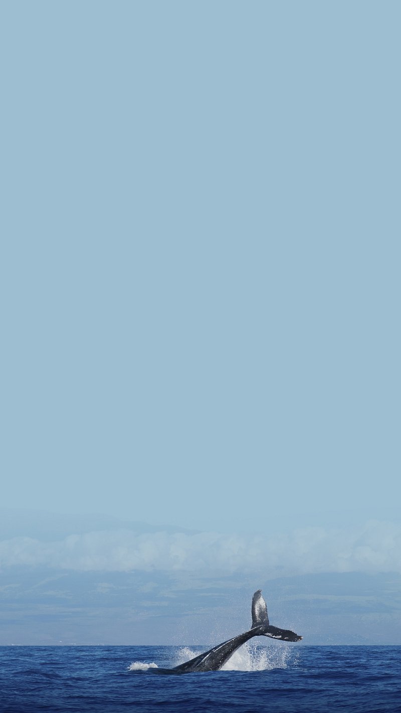 Ocean Dolphin Image Wallpaper