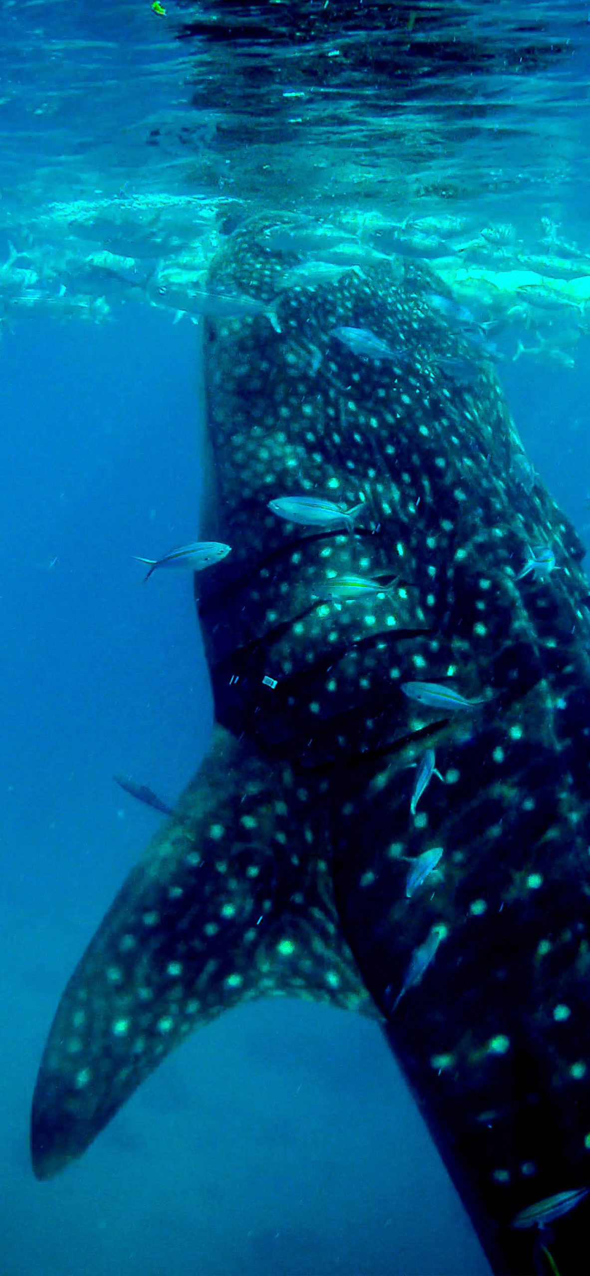 Whale Wallpaper for iPhone 11, Pro Max, X, 8, 7, 6