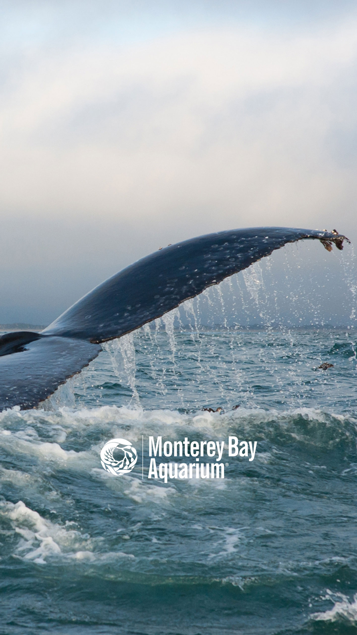 Humpback whale tail. Wallpaper. Monterey Bay Aquarium
